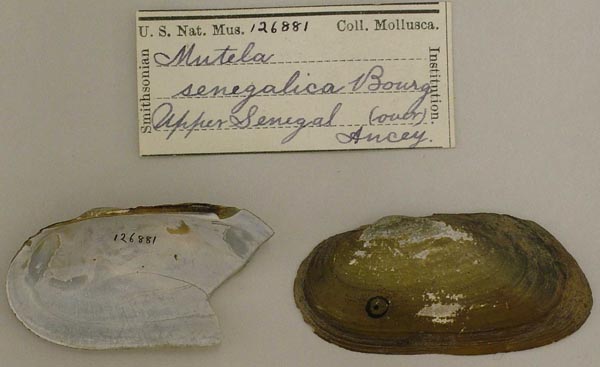 specimen