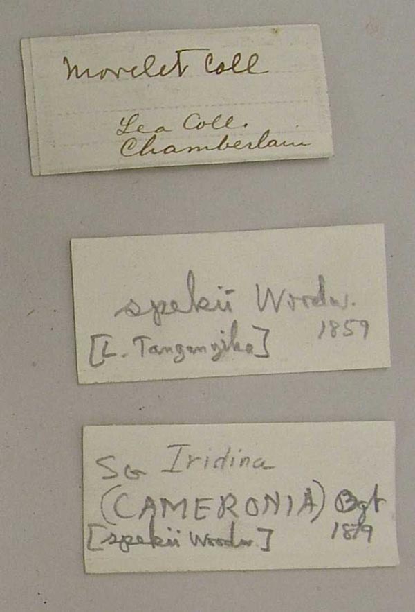 specimen