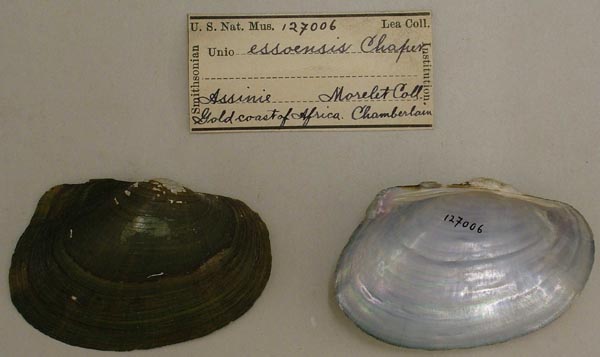 specimen