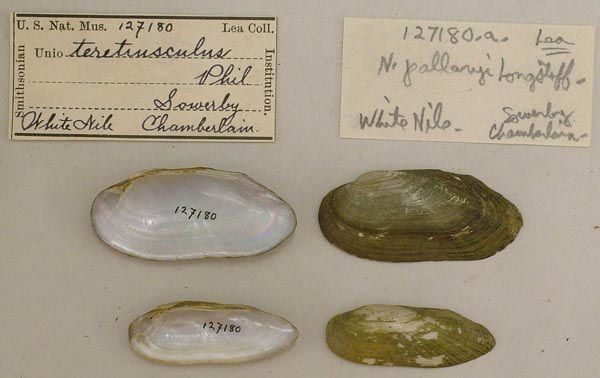 specimen