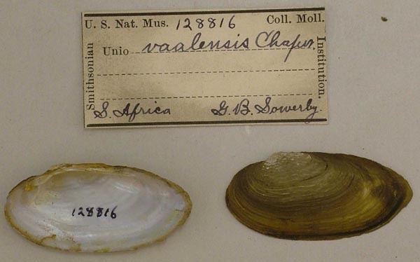 specimen