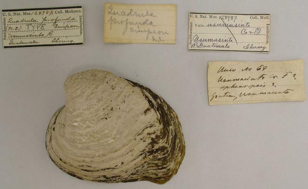 specimen