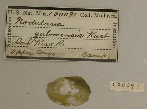 specimen