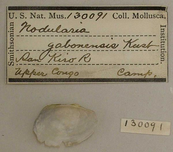 specimen