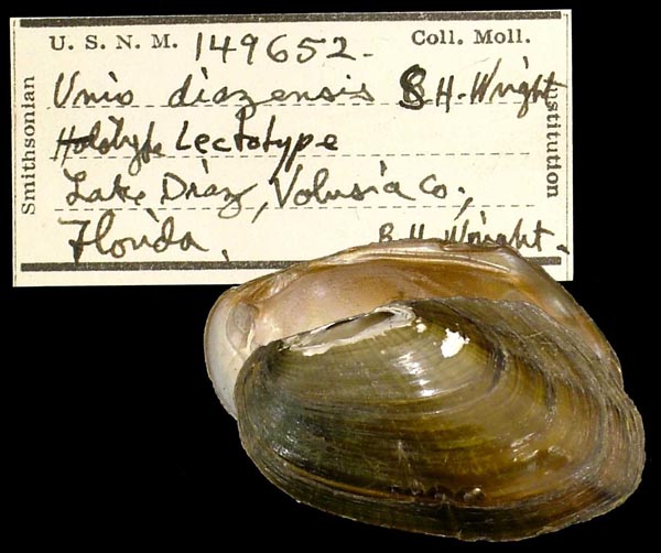 specimen