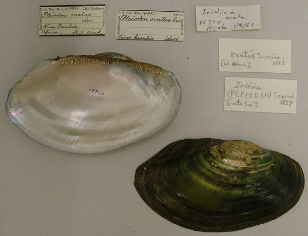 specimen