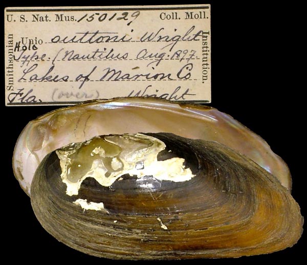 specimen