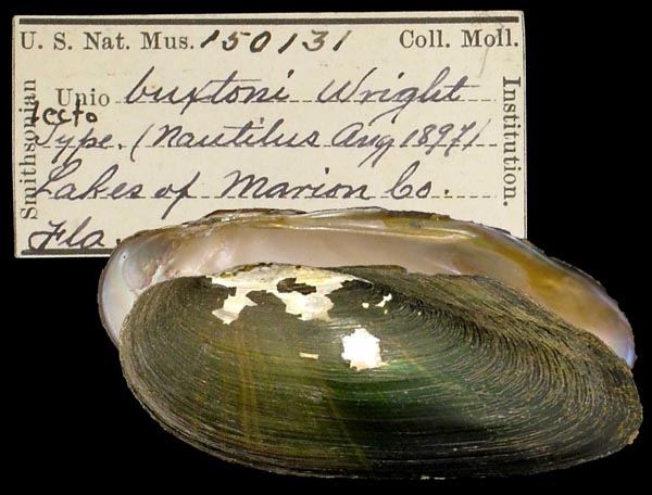 specimen