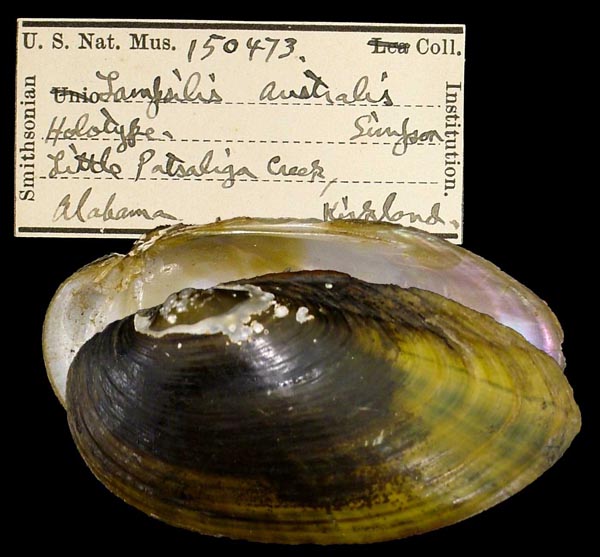 specimen