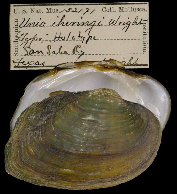 specimen