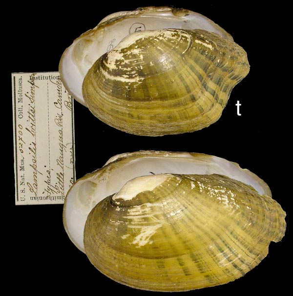specimen