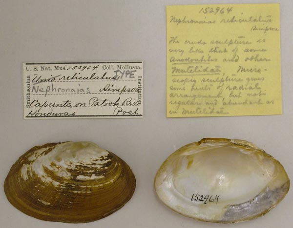 specimen