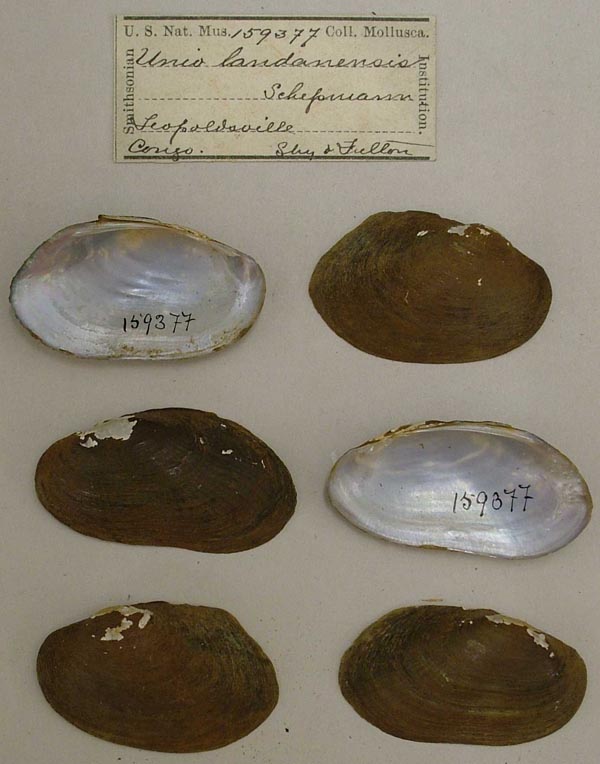 image of lot USNM_159377 image of lot USNM_159377