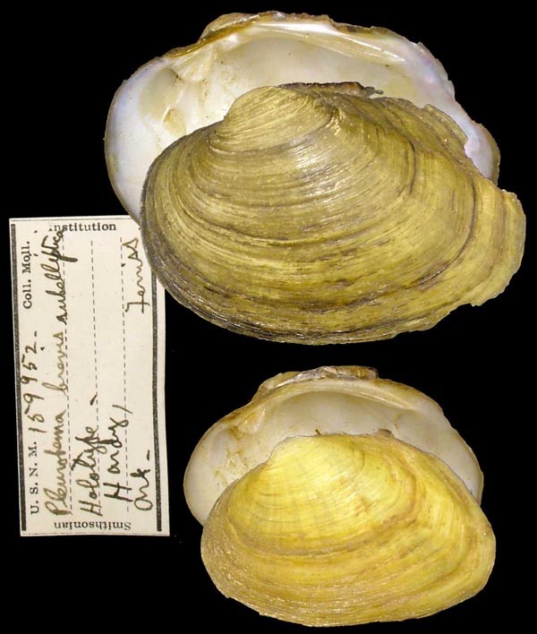 specimen
