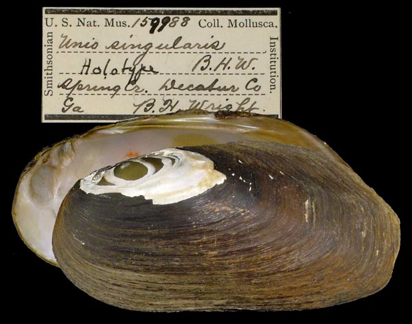 specimen