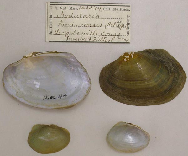 image of lot USNM_160044 image of lot USNM_160044