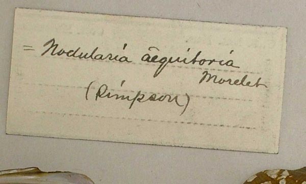 image of lot USNM_160044 image of lot USNM_160044