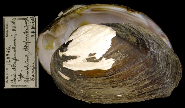 specimen