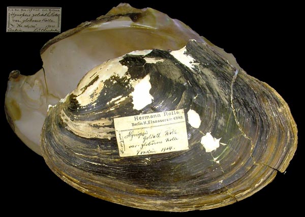 specimen