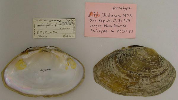 specimen