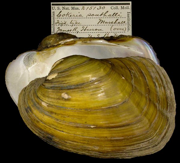 specimen