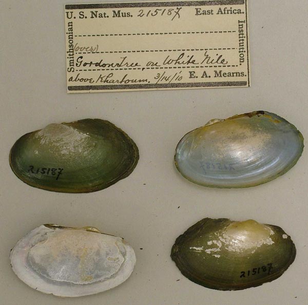 specimen