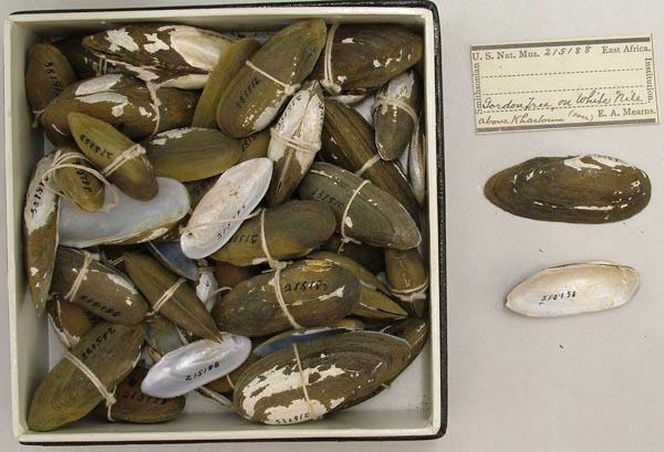 specimen