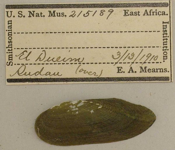 specimen