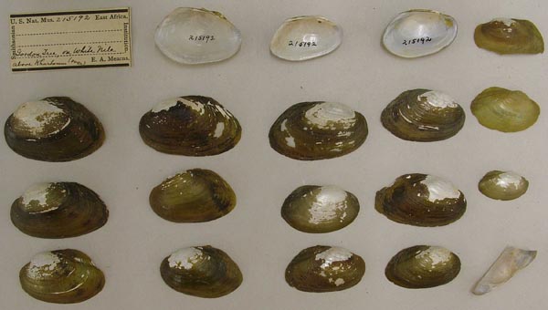 specimen