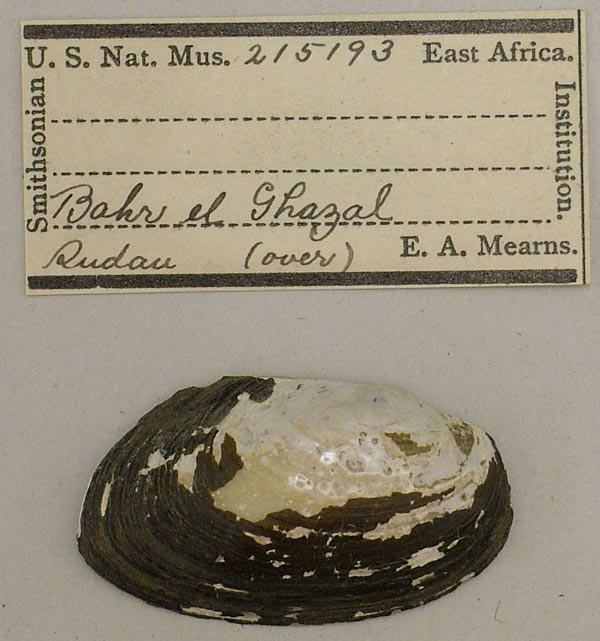 specimen