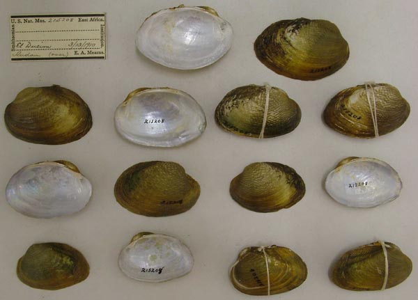 specimen