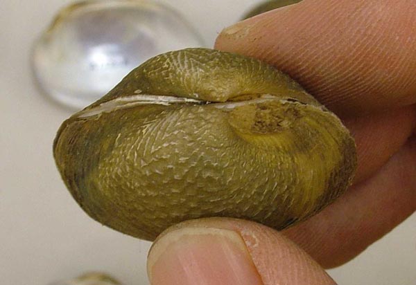 specimen