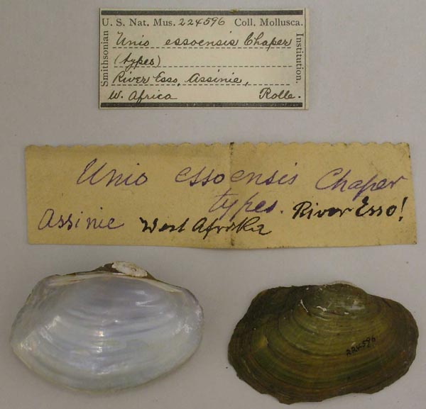 specimen