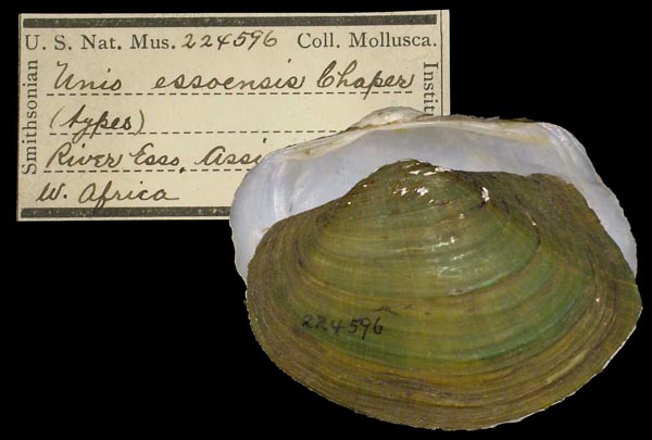 specimen