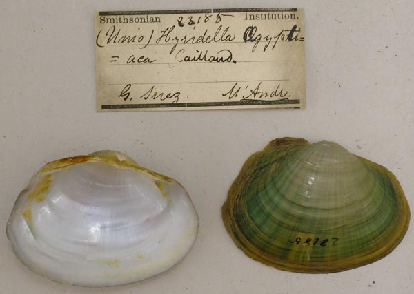 specimen