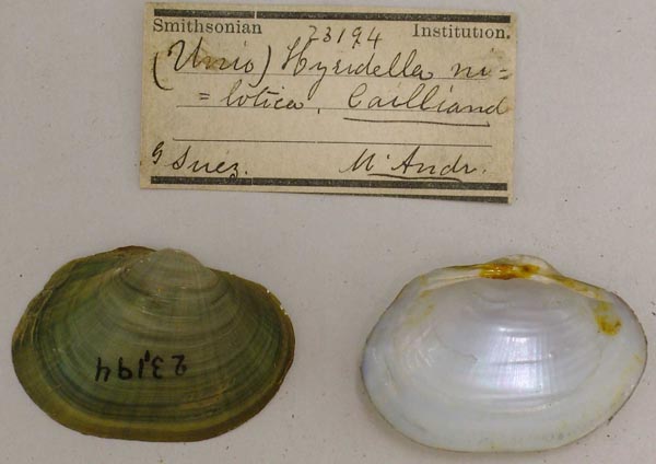 specimen