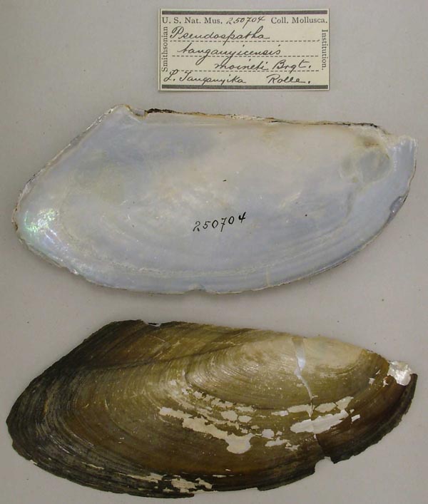 specimen