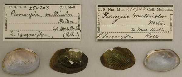 specimen