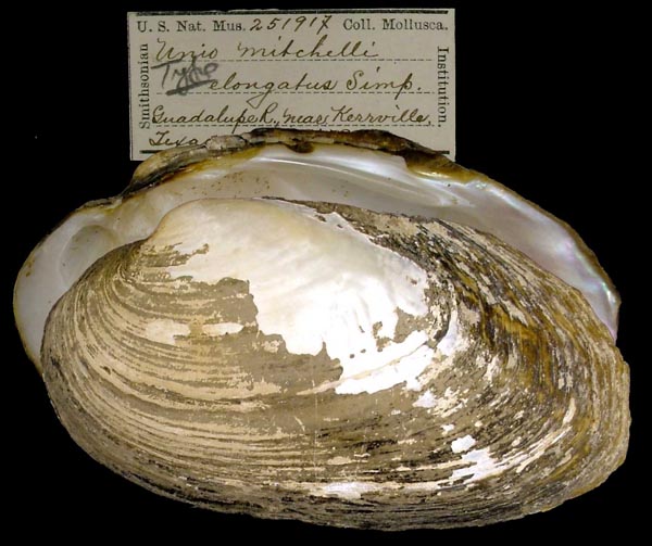specimen
