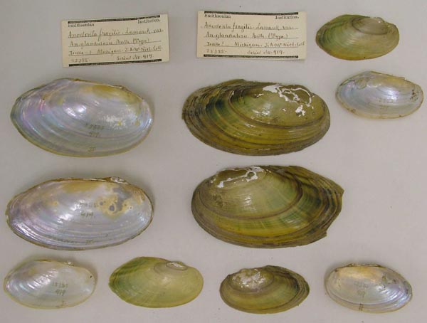 image of lot USNM_25385