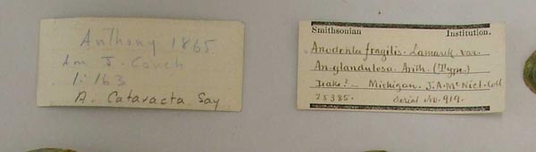 image of lot USNM_25385