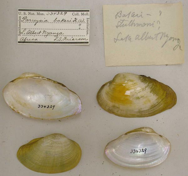 specimen