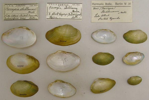 specimen