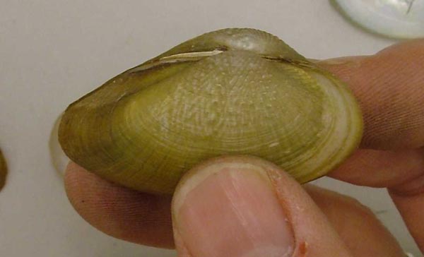 specimen