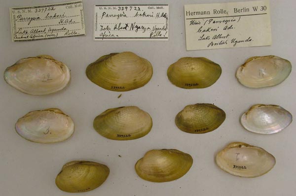 specimen