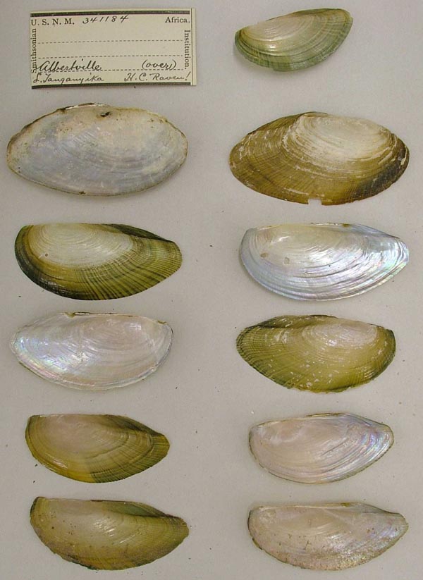 specimen