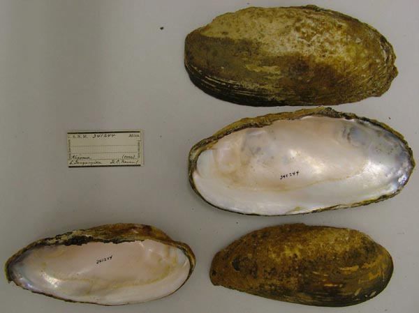 specimen