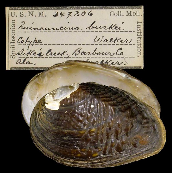 image of lot USNM_347206 image of lot USNM_347206