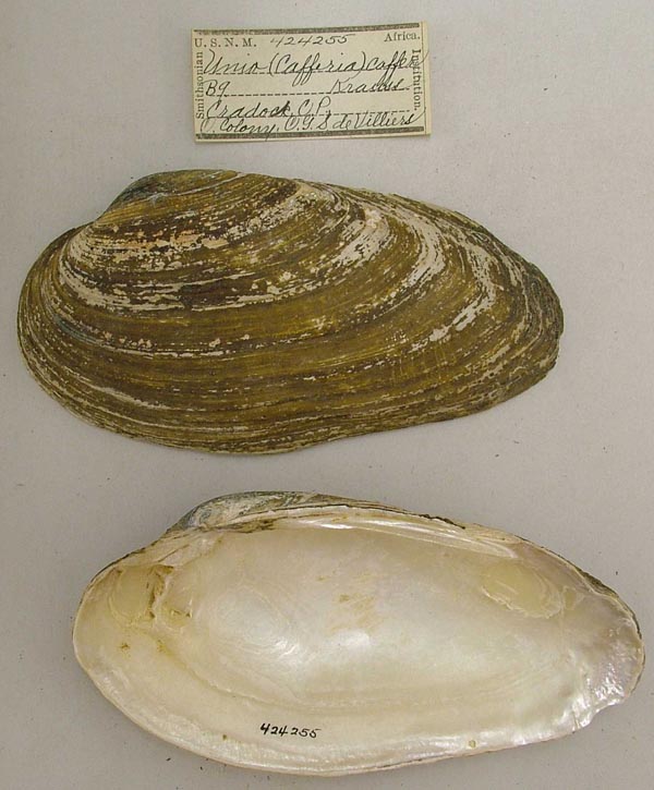 specimen