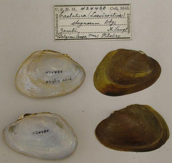 specimen